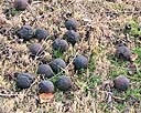 Ripe Walnuts Fallen From The Tree And Lying On The Ground.jpg